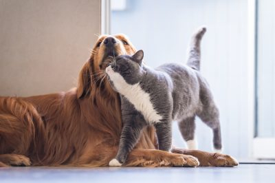 Pets